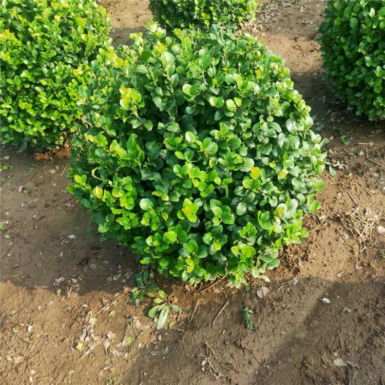 卫矛小苗 卫矛球种植 基地直供 旭豪