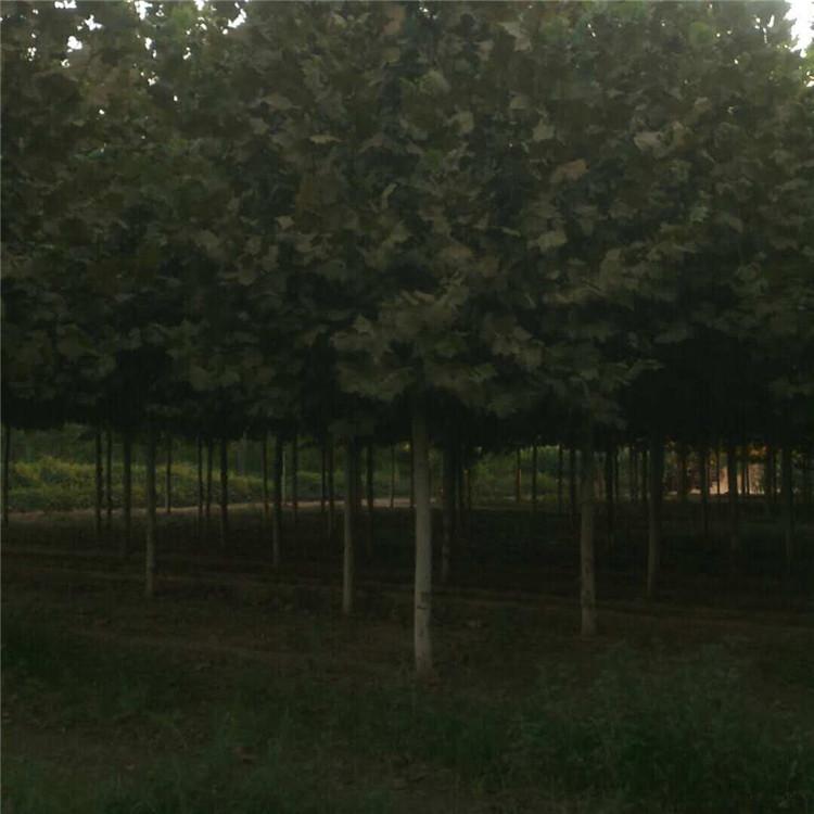 法桐 法桐树苗圃 绿化工程 旭豪