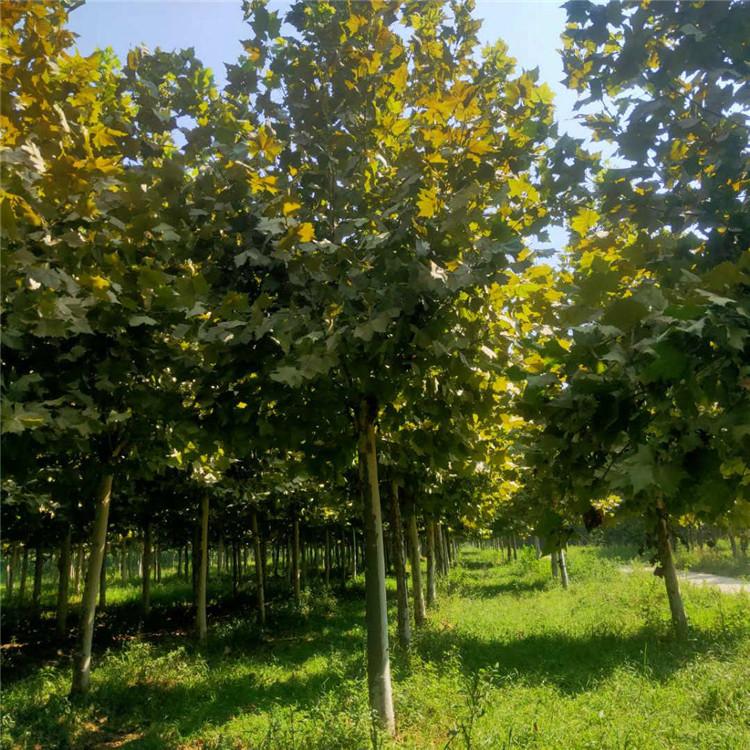 速生法桐 法桐价格 常年出售 旭豪