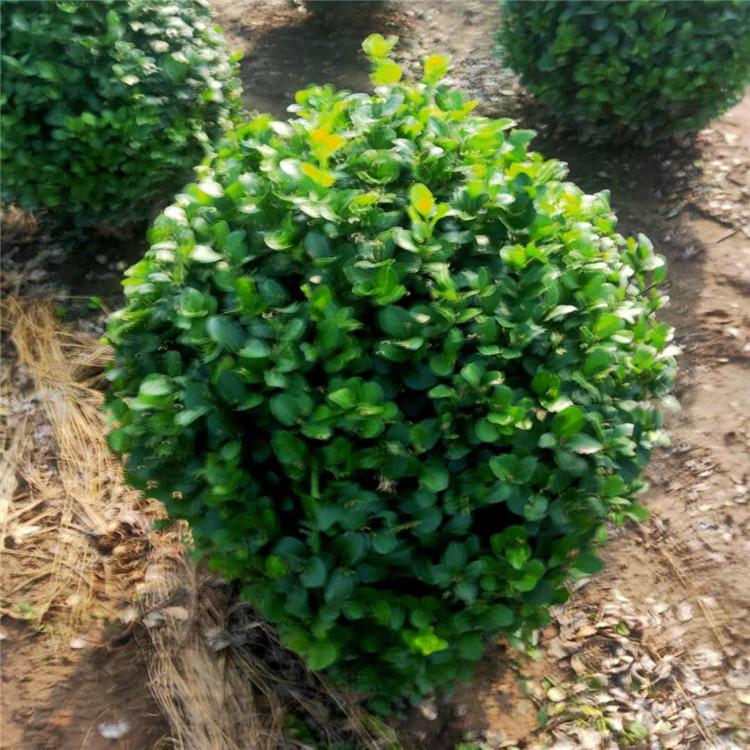 卫矛球小苗 卫矛球苗直销 成活率高 旭豪