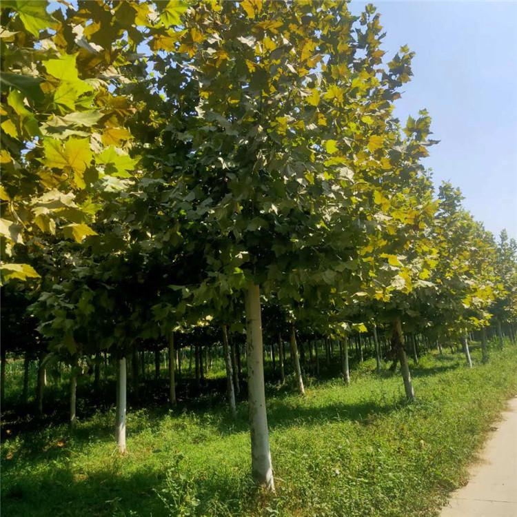 法桐 法桐树苗圃 绿化工程 旭豪