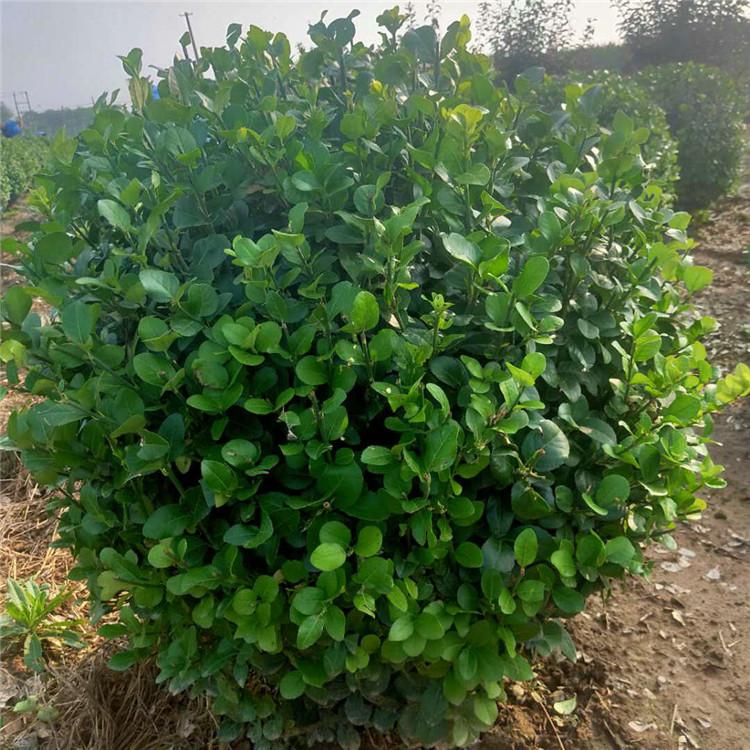 卫矛球小苗 卫矛 成活率高 旭豪