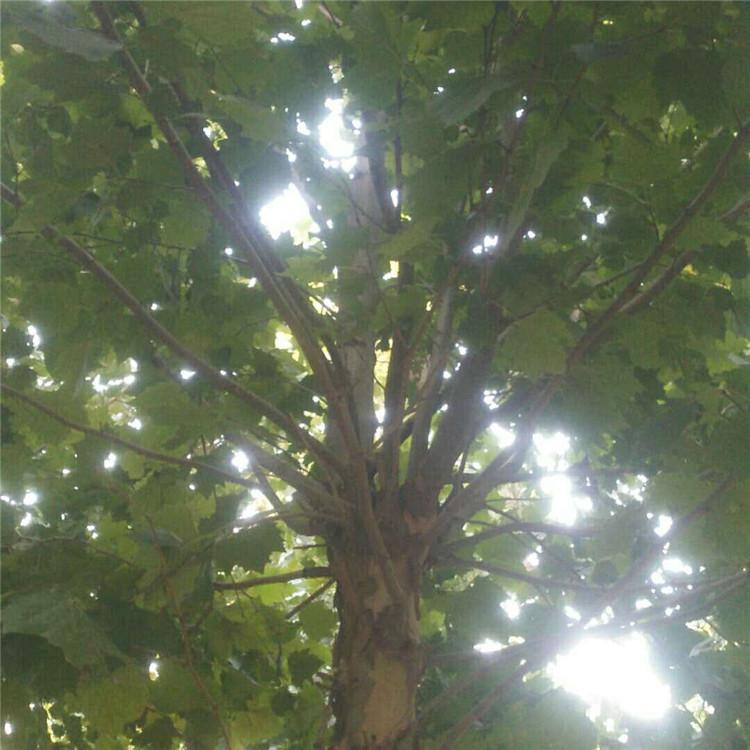 法桐苗木 法桐树苗圃 欢迎选购 旭豪