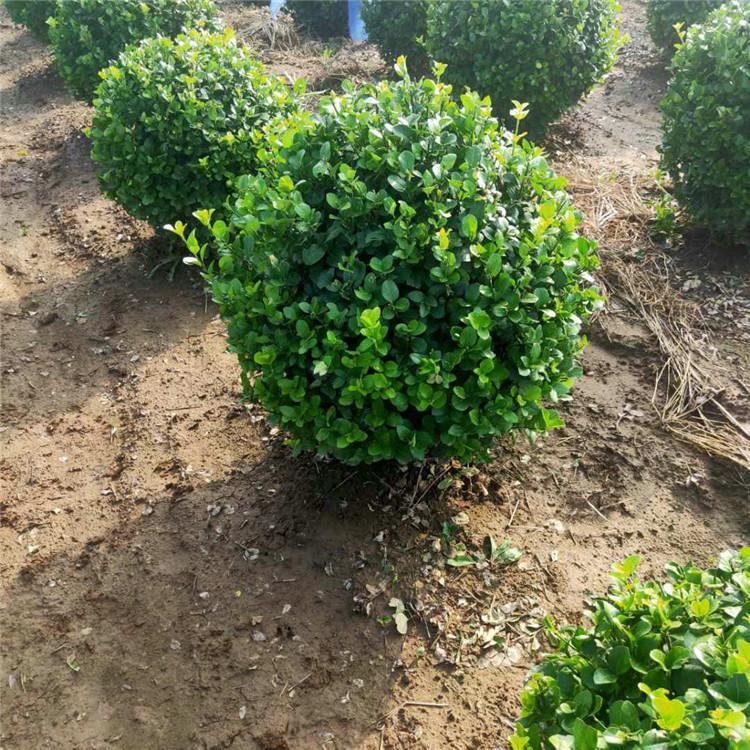 卫矛小苗 卫矛小苗种植 多种规格 旭豪