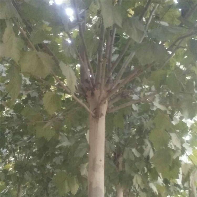 高杆法桐 法桐苗木销售 品种全 旭豪