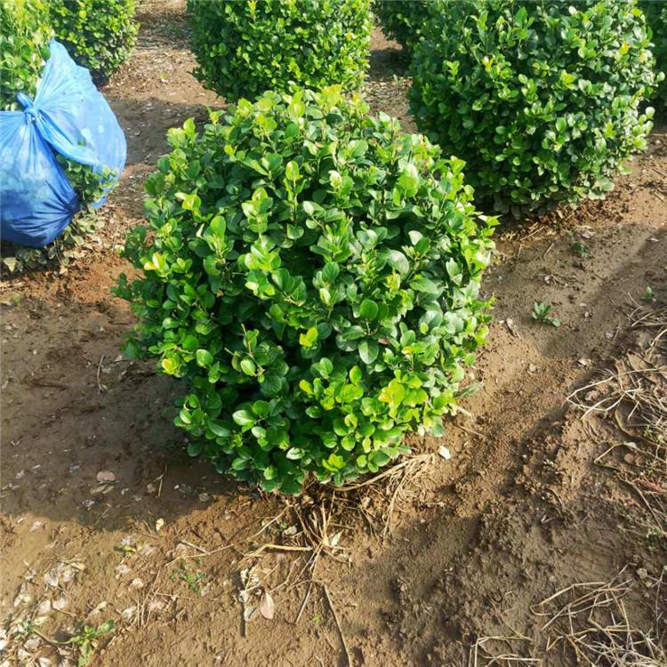 卫矛小苗 卫矛小苗种植 多种规格 旭豪