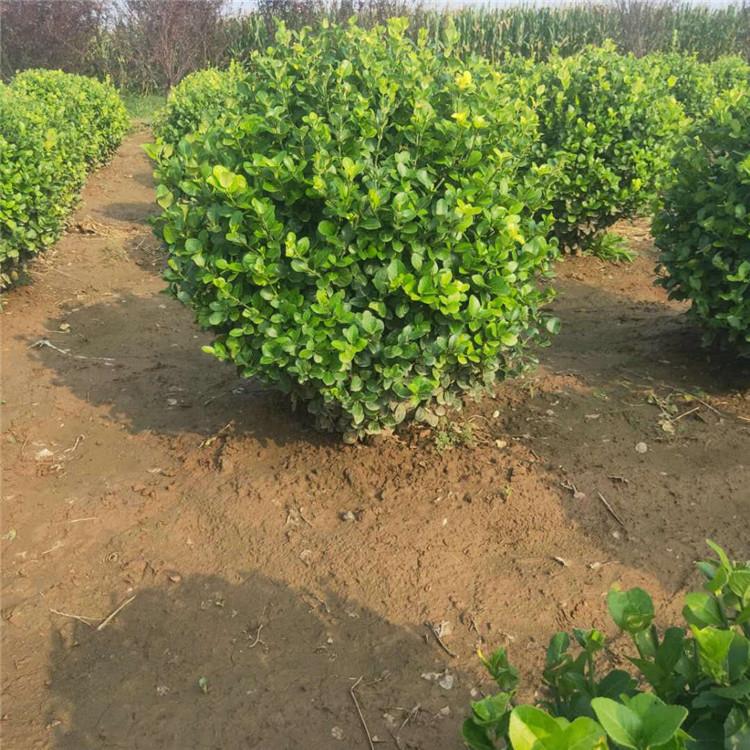 卫矛小苗 卫矛小苗种植 多种规格 旭豪