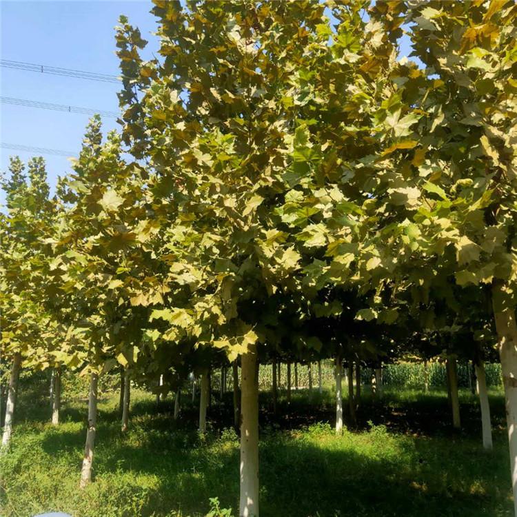 法桐苗木 法桐树苗圃 欢迎选购 旭豪