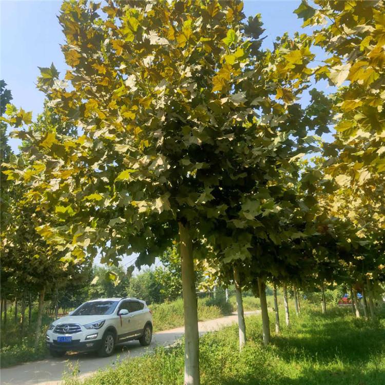 法桐 法桐树苗圃 绿化工程 旭豪