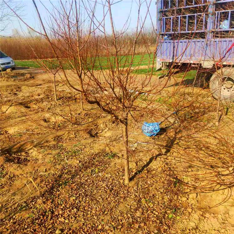 山杏树批发 地径3公分山杏树价格 量大价优 旭豪