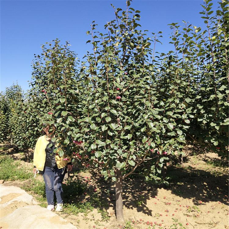 鑫悦苗木 15公分海棠树 基地直供八棱海棠树 工程绿化海棠树 厂家直供