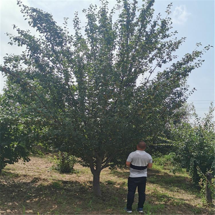 八棱海棠树批发 海棠树树苗 公园观赏海棠树 海棠风景树 八棱海棠树 常年供应