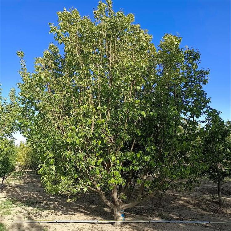  张家口 八棱海棠价格8公分海棠树  园林海棠树 苗木基地 厂家