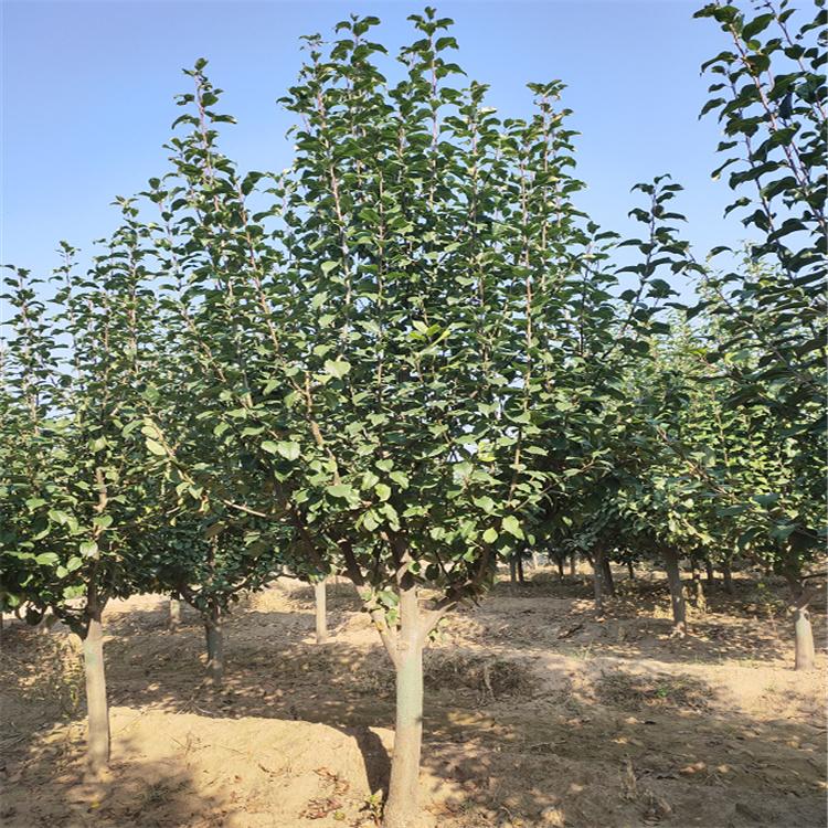 基地直供 八棱海棠景观树 八棱海棠苗木 15公分八棱海棠苗 现货供应