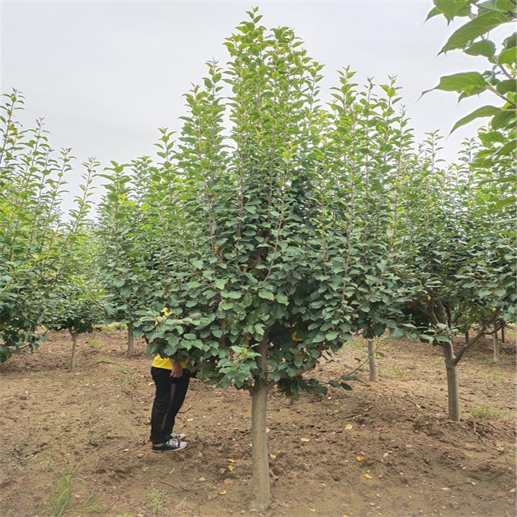 长期销售 15公分八棱海棠树 绿化用海棠树 品质保证 规格齐全 欢迎洽谈