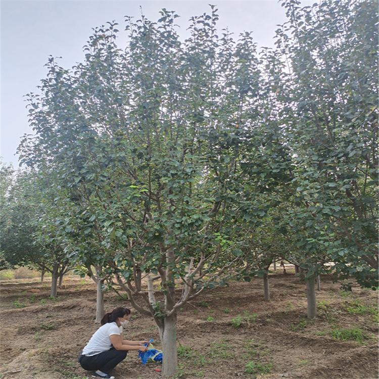 基地种植 八棱海棠树 供应海棠树苗 枝条细长 树型优美 欢迎询价