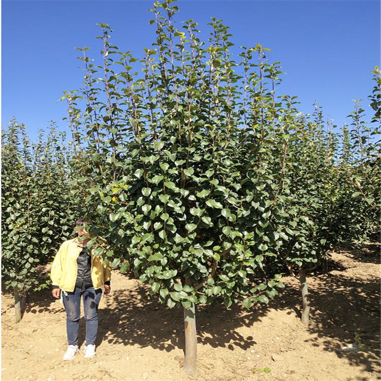 八棱海棠树 道路绿化专用树 八棱海棠树种植基地 存活率高 种植基地