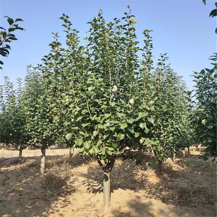 鑫悦苗木 15公分海棠树 基地直供八棱海棠树 工程绿化海棠树 厂家直供