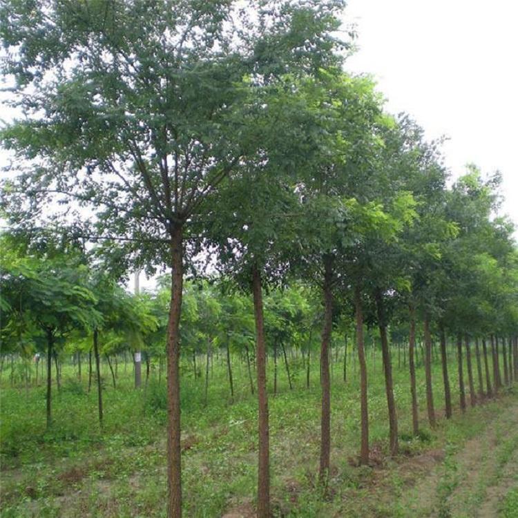 国槐 绿化国槐 速生国槐 供应价格