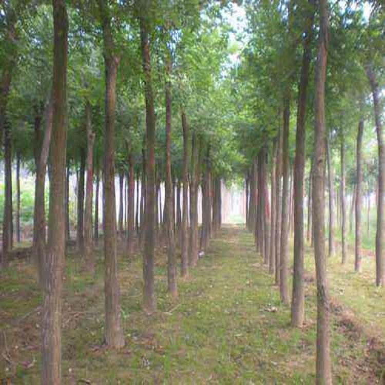 金叶国槐 8公分根系深国槐 批发销售速生树国槐 推荐种植