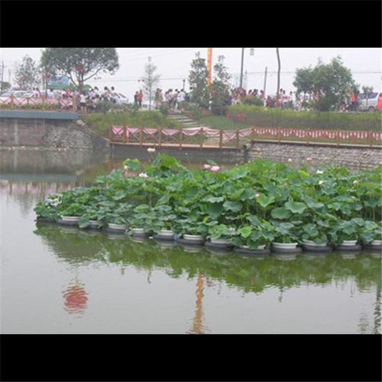 景观浮岛厂家 中型湿地植物浮床 改善水质 炎日水生