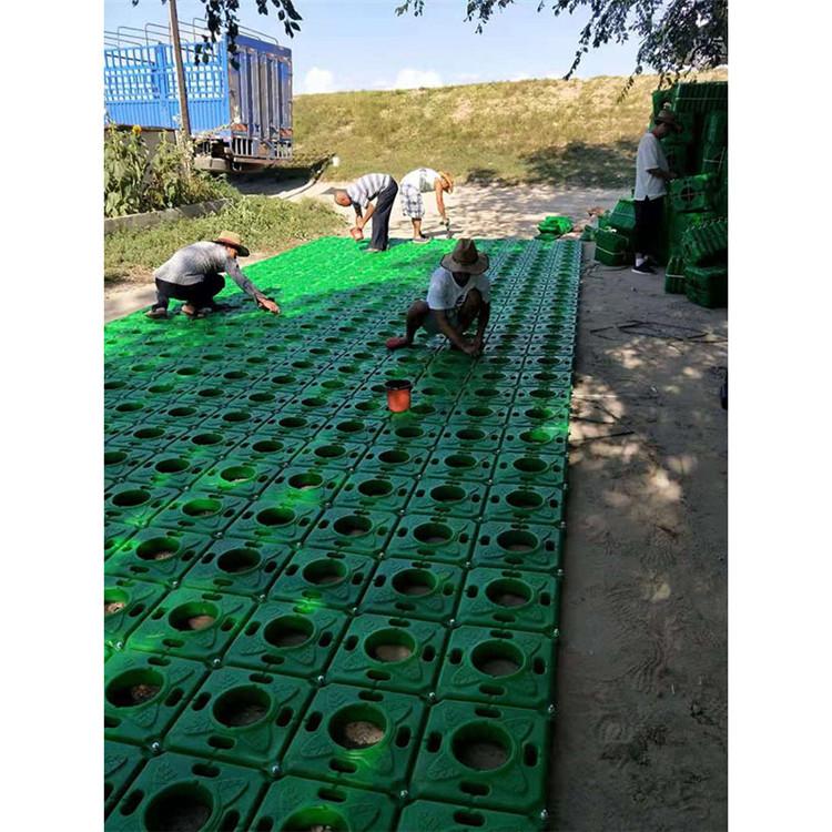 浮岛植物养护 公园人工浮岛工程 生命力强 炎日水生