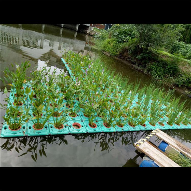 浮岛植物养护 公园人工浮岛工程 生命力强 炎日水生