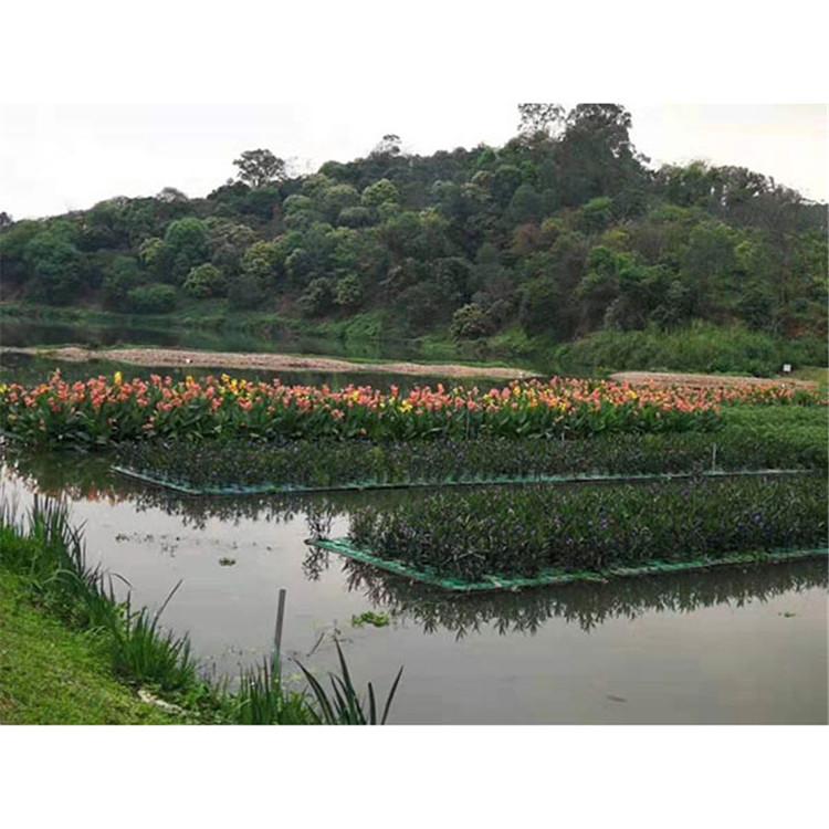景观浮岛厂家 中型湿地植物浮床 改善水质 炎日水生