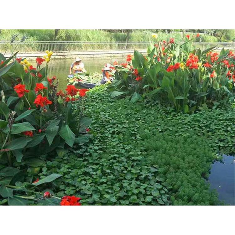 浮岛植物养护 公园人工浮岛工程 生命力强 炎日水生
