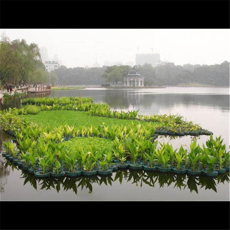 景观浮岛厂家 中型湿地植物浮床 改善水质 炎日水生