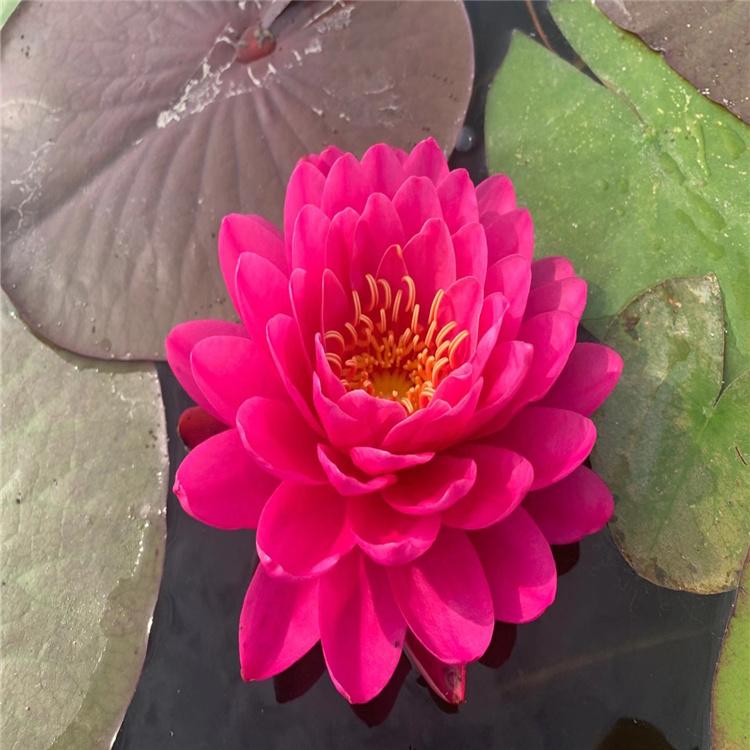 水生植物睡莲苗直供  睡莲苗大量供应 水体美化