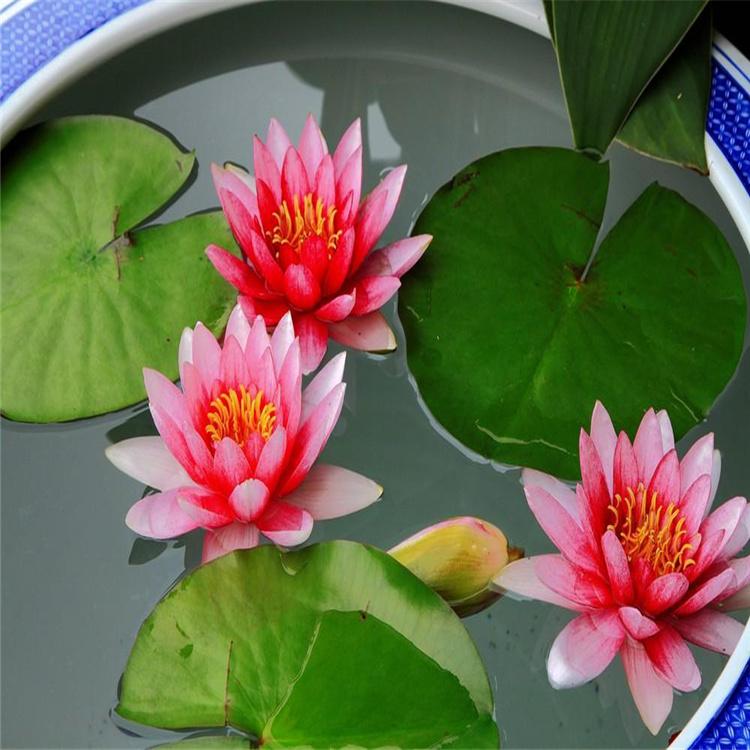 批发睡莲种根 迷你睡莲 水生植物睡莲 工程园林绿化睡莲苗