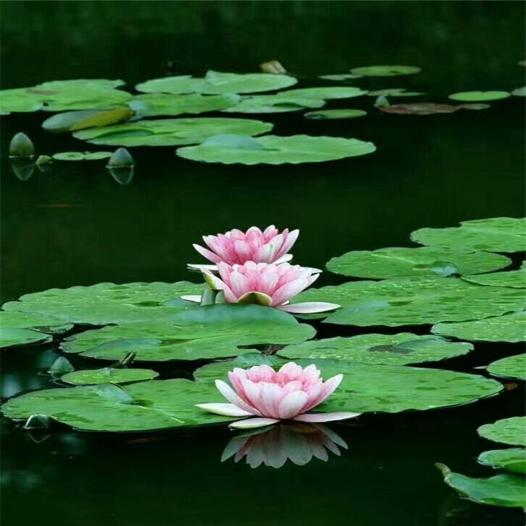 睡莲批发 观赏性睡莲苗 水体绿化睡莲苗基地