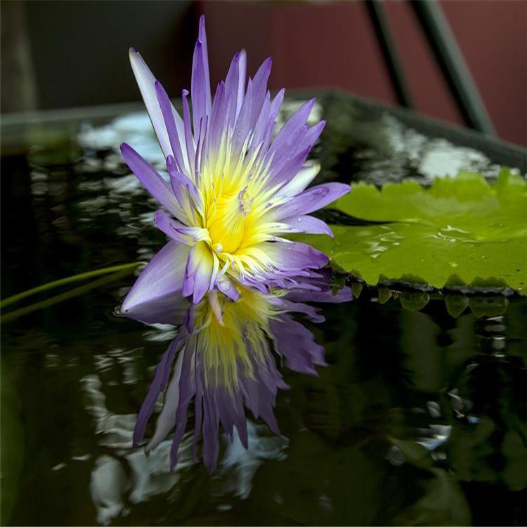 睡莲苗 净化水质 品种齐全 耐寒睡莲量大从优湿地公园景观