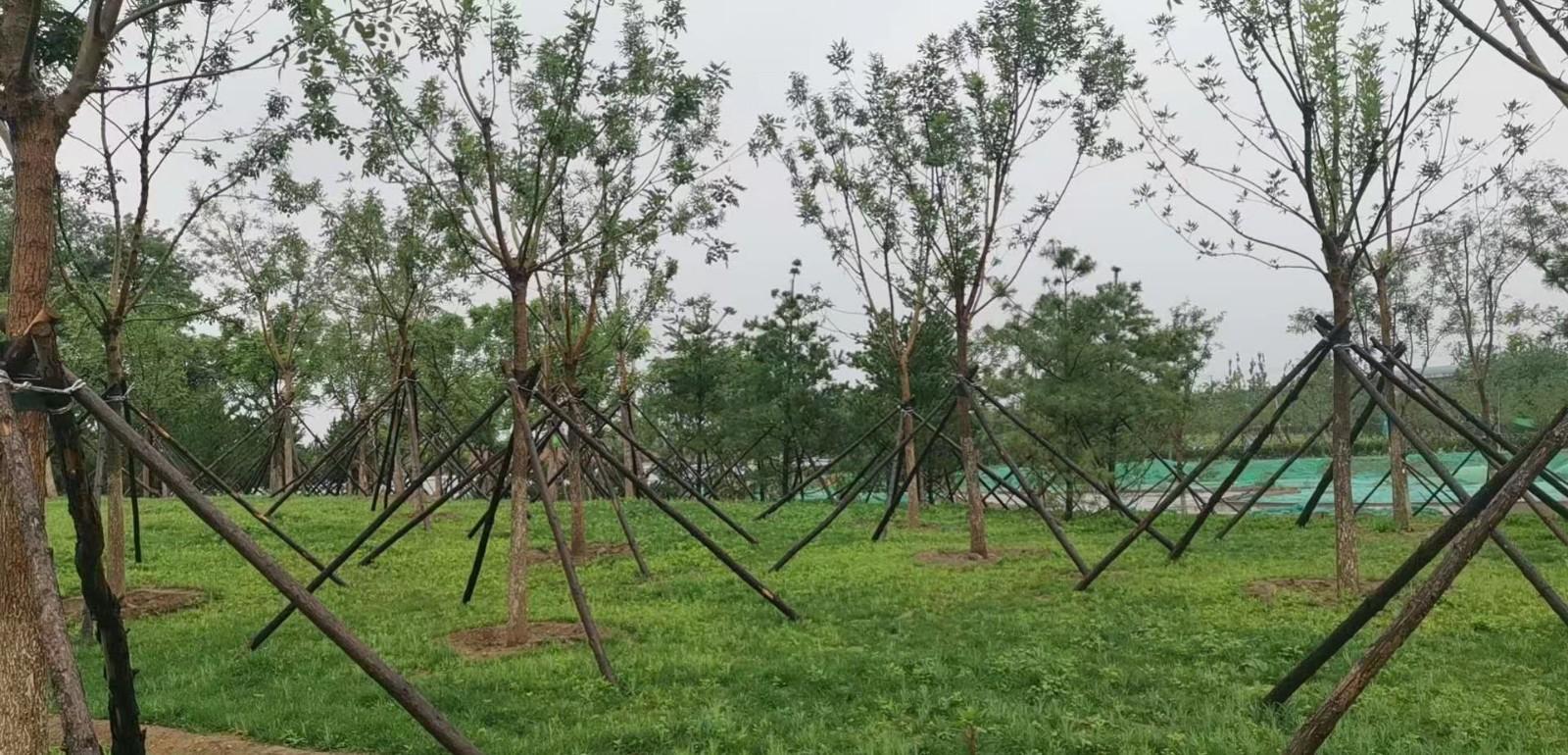 保定悦诚园林绿化工程有限公司