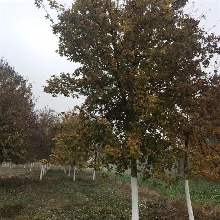种植工程多分枝五角枫  自然树形抗湿抗寒
