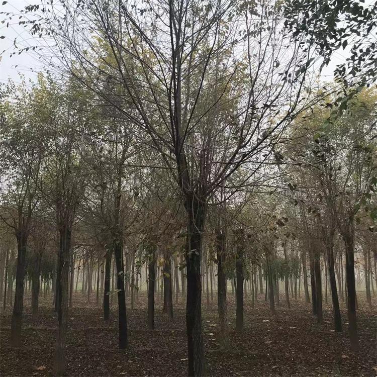 金叶榆篱 成活率高 园林绿化 庭院绿化