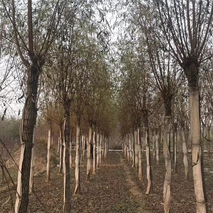 嫁接金丝垂柳工程苗木 绿化嫁接金丝垂柳