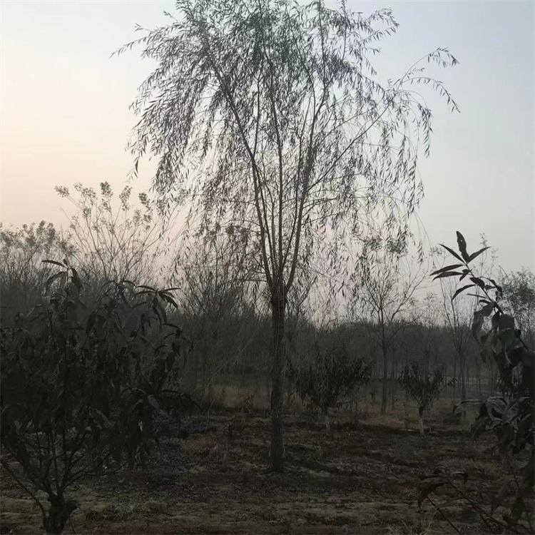 速生柳 金丝垂柳 现货供应