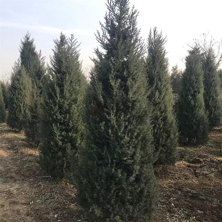 望都桧 园林绿化 北京桧 圆柏树苗  塔桧 大量供应