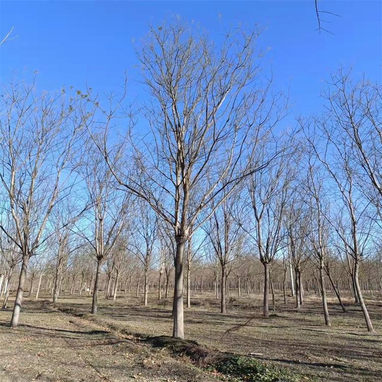 20公分道路绿化种植原生冠国槐 树龄5年 露天栽培