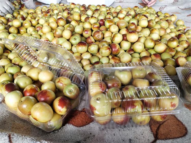 冬枣树培育基地 河北冬枣树苗批发价格