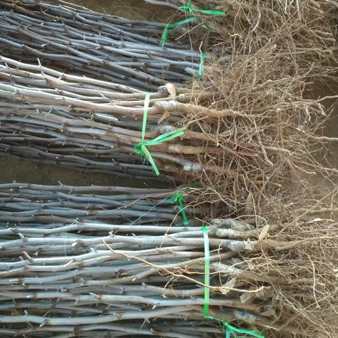 早熟新品种早脆王枣树苗