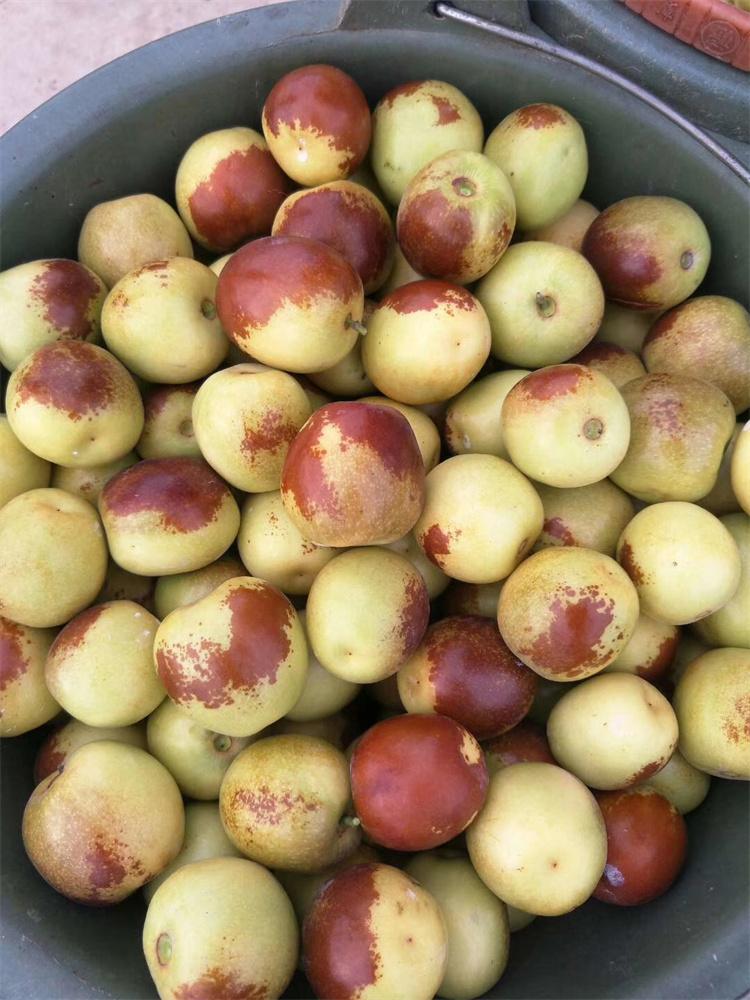 超大早脆枣苗 国光大枣树苗 根系发达 保证成活率