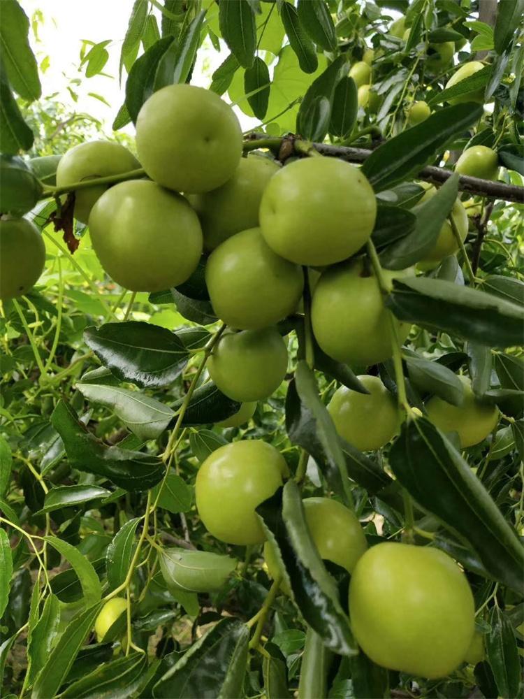 原产地早脆王枣基地 早脆王枣树苗市场价格 超大脆甜