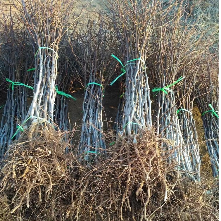 原产地早脆王枣基地 早脆王枣树苗市场价格 超大脆甜