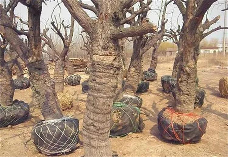 占地枣树价格 山东大规格枣树基地 古枣树基地 米径20-30公分枣树供应基地