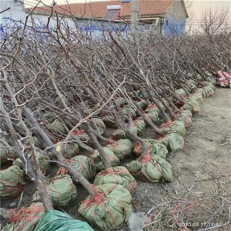 占地5公分枣树 10公分全冠枣树苗 百年古枣树价格