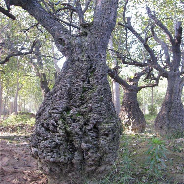 占地枣树 大肚子枣树 佛肚百年古老枣树  全关50公分60公分枣树基地