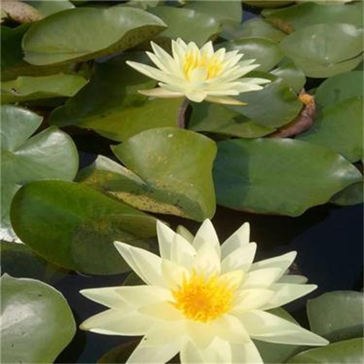 批发睡莲种根 迷你睡莲 水生植物睡莲 工程园林绿化睡莲苗